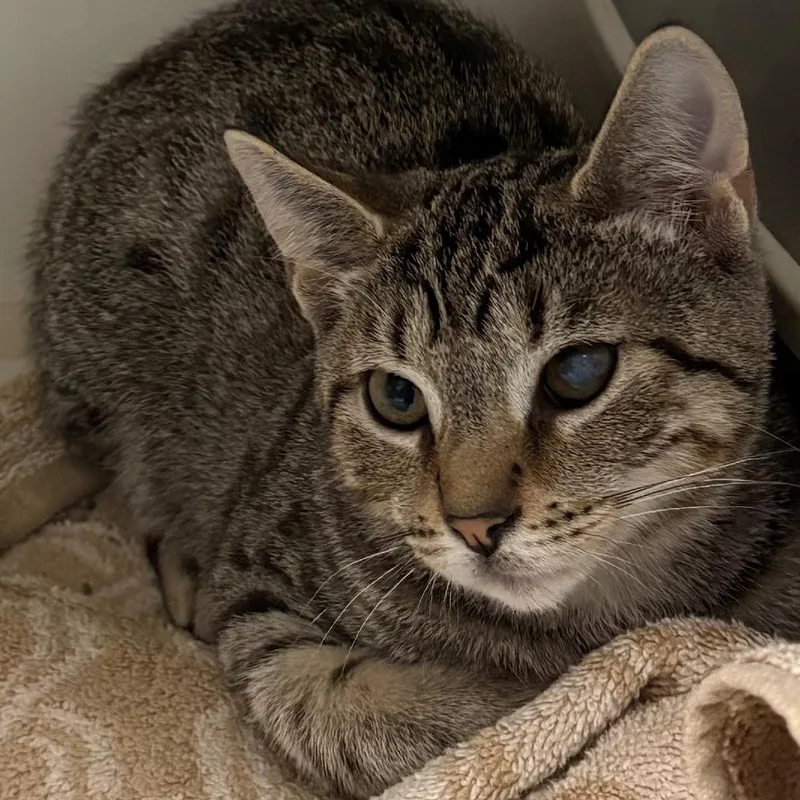 A baby medium-sized male Brown / Chocolate Domestic Short Hair cat named Armand for adoption in East Hanover, NJ