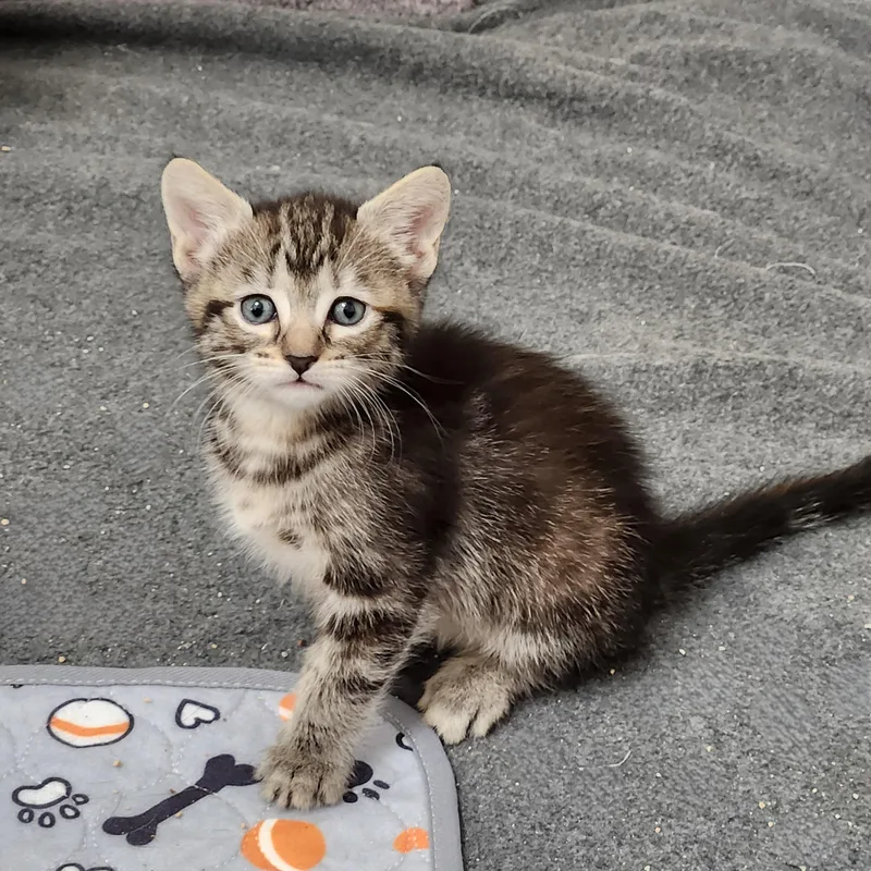 A baby medium-sized female Tabby (Gray / Blue / Silver) Domestic Short Hair cat named Semita for adoption in Allen, TX