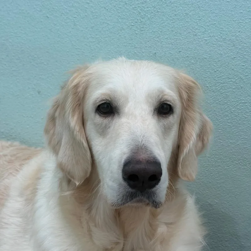 An adult large-sized female Golden Retriever dog named Mimosa for adoption in LOXAHATCHEE, FL
