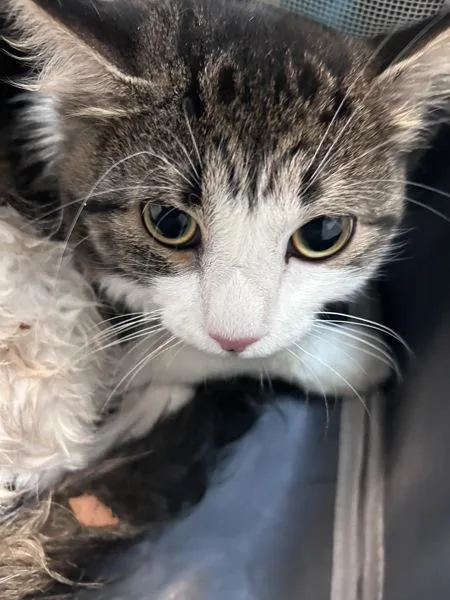 An adult medium-sized male Domestic Medium Hair cat named Mojito for adoption in New York, NY
