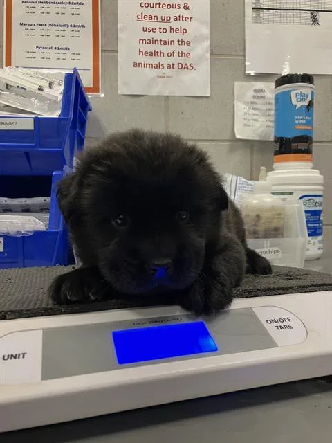 A baby medium-sized female Mixed Breed dog named Newbit for adoption in Dallas, TX