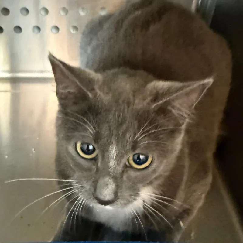 A baby small-sized female Gray / Blue / Silver Domestic Short Hair cat named Hocus Pocus for adoption in Norman, OK