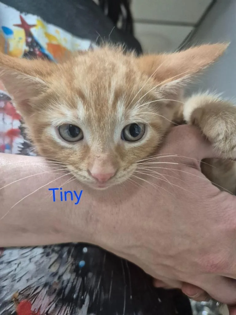 A baby medium-sized male Domestic Short Hair cat named Tiny for adoption in Cincinnati, OH
