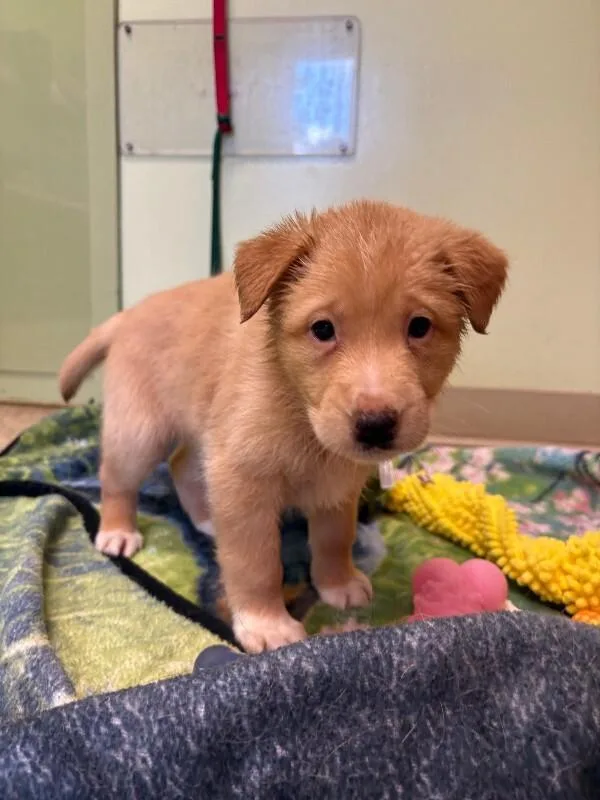 A young medium-sized female Yellow / Tan / Blond / Fawn Mixed Breed dog named Brie for adoption in Warren, PA