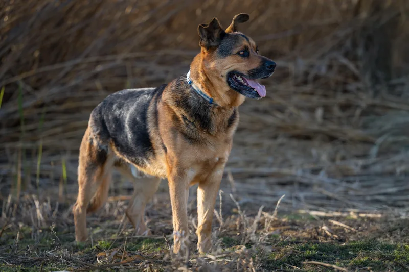 Handsome: Ridge Dog Graduate