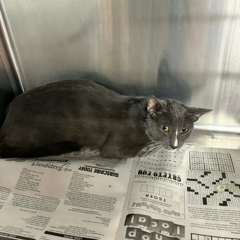 An adult medium-sized male Gray / Blue / Silver Domestic Short Hair cat named Malchemical for adoption in Pauls Valley, OK