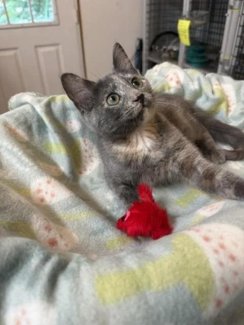 A baby medium-sized female Dilute Tortoiseshell Domestic Short Hair cat named Snookie for adoption in Millerstown, PA