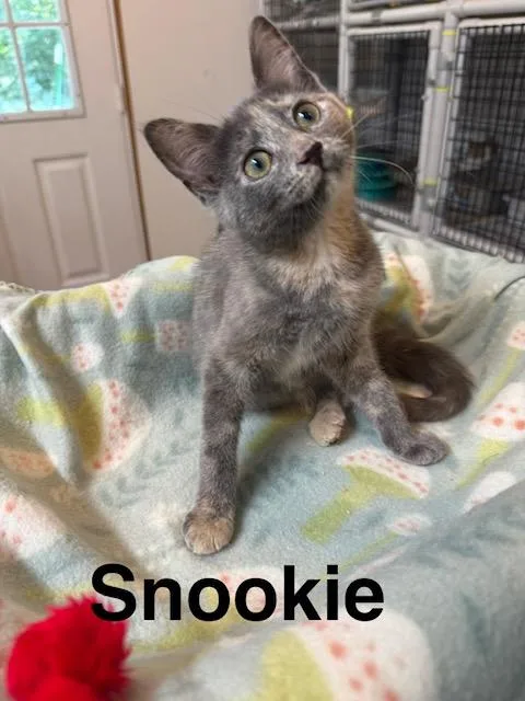 Snookie thumbnail 2