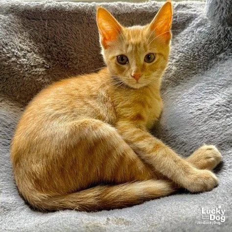 A baby medium-sized female Orange / Red Domestic Short Hair cat named Dixie for adoption in Washington, DC