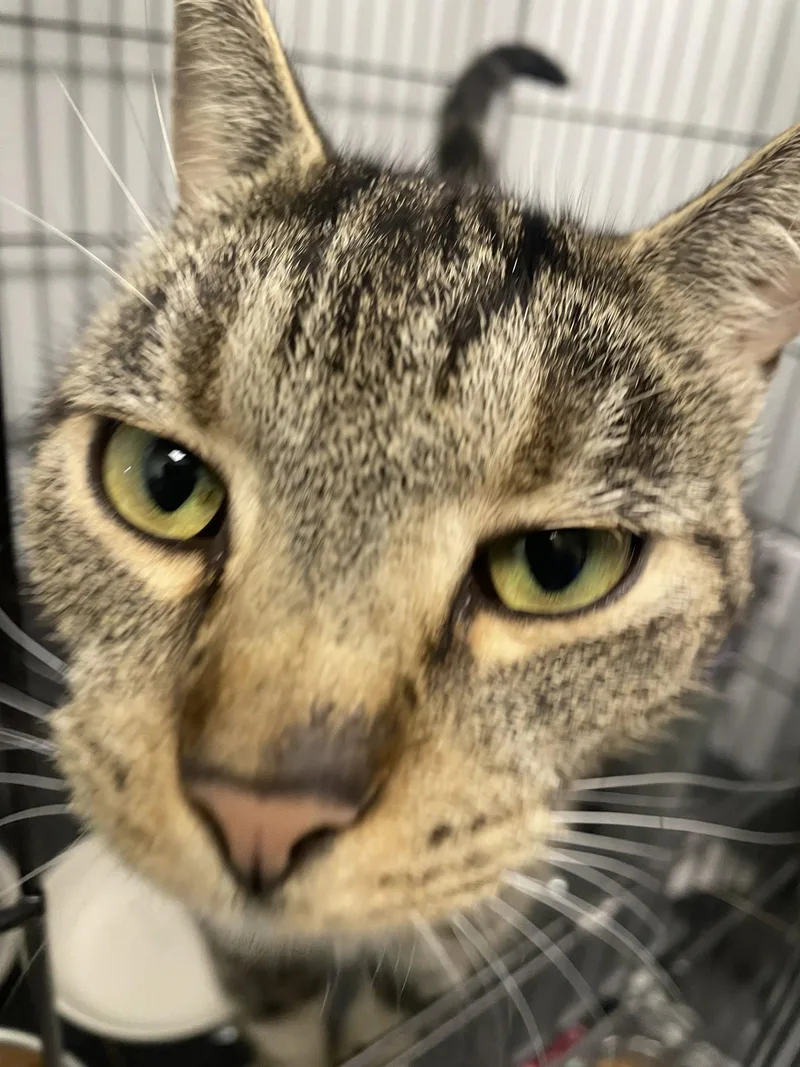 An adult medium-sized female Tabby cat named Athena for adoption in Georgetown, KY