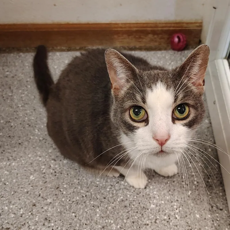 A senior large-sized male Gray & White Domestic Short Hair cat named Kitt for adoption in Indiana, PA