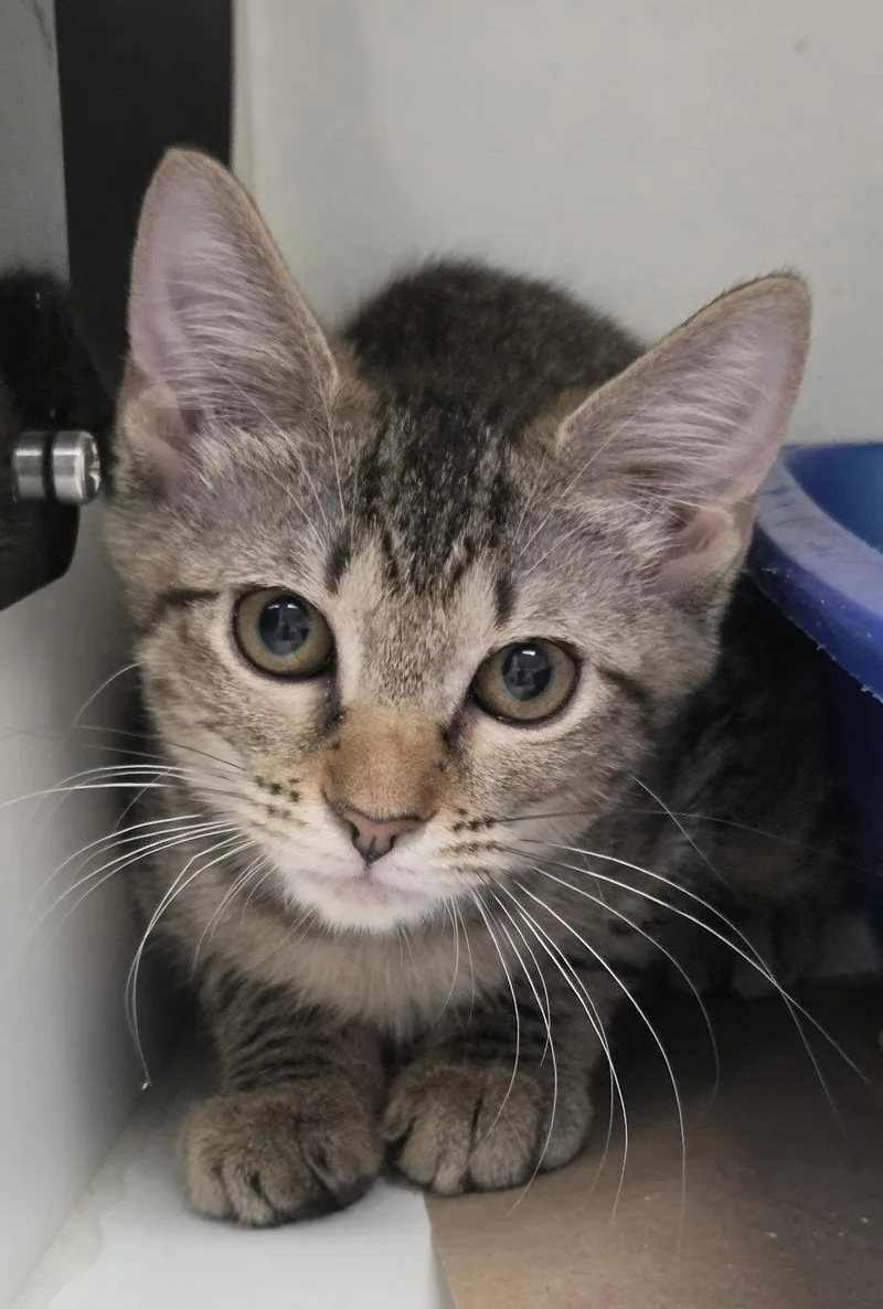 A young medium-sized female Domestic Short Hair cat named Lenovo for adoption in Satellite Beach, FL
