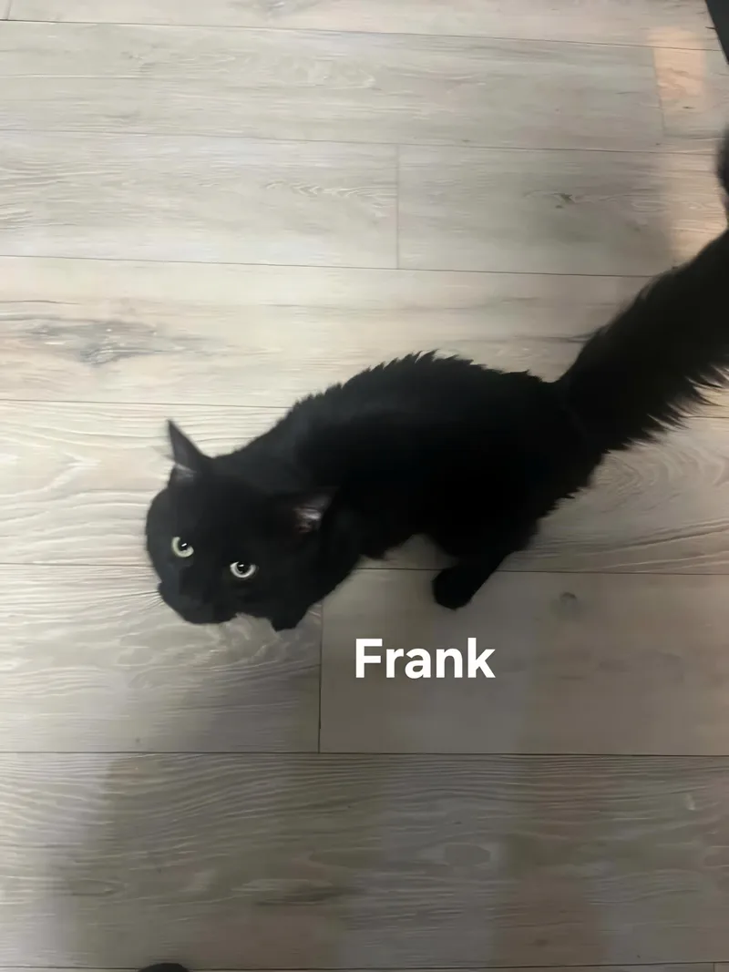 A senior medium-sized male Domestic Long Hair cat named Frank for adoption in Chicopee, MA