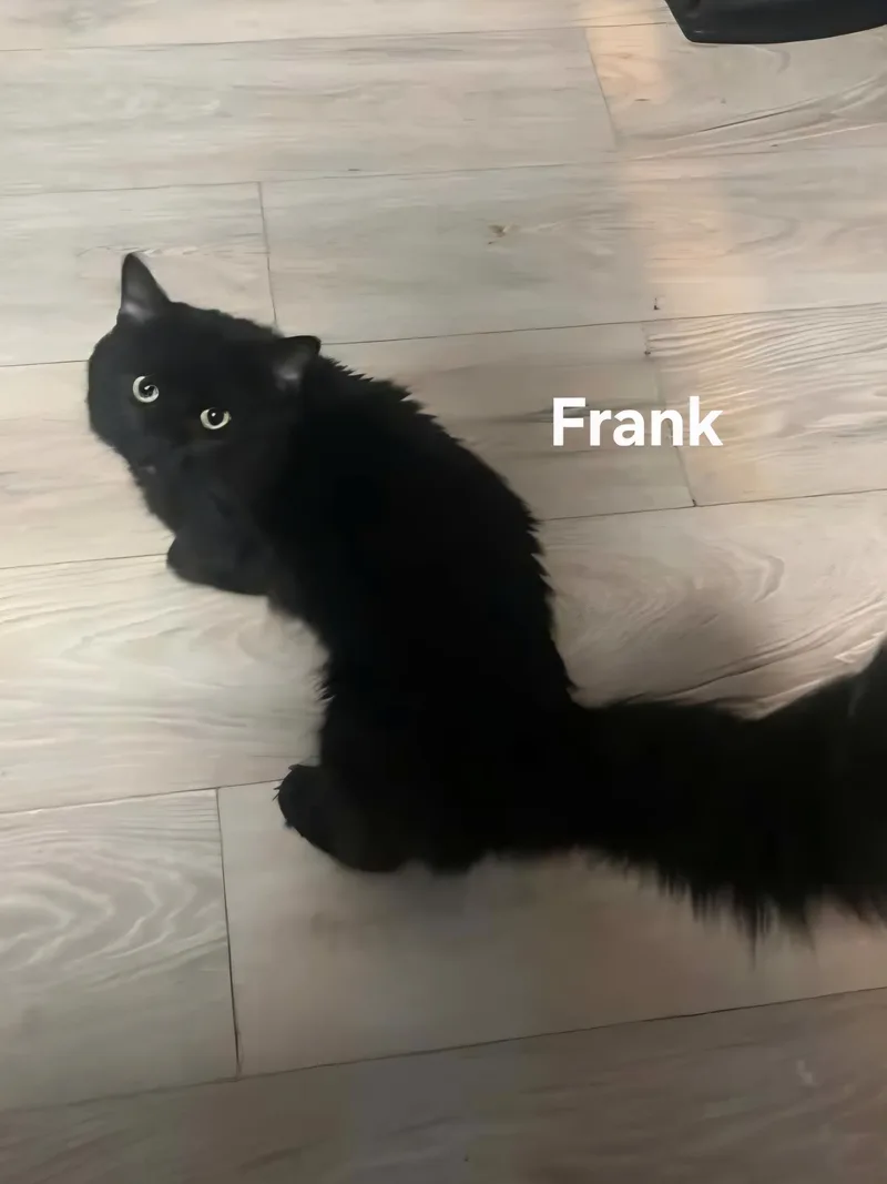 Frank thumbnail 2