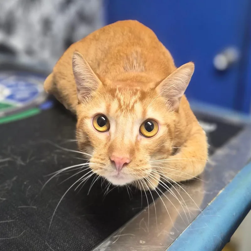 An adult large-sized male Orange / Red Domestic Short Hair cat named Tum Tum for adoption in Wahiawa, HI