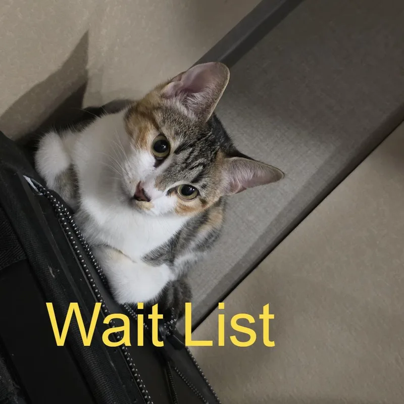 A young small-sized female Calico Domestic Short Hair cat named Jinx for adoption in Livingston, TX