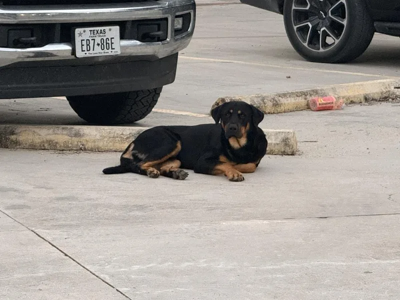 An adult large-sized male Tricolor (Brown, Black, & White) Mixed Breed dog named Pokey for adoption in Brookshire, TX