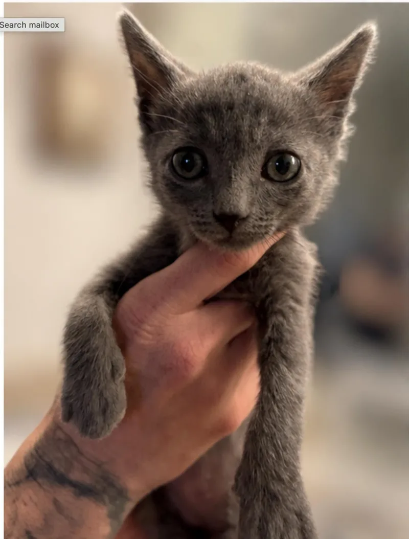 A baby small-sized male Gray / Blue / Silver Russian Blue cat named Cholula for adoption in La Jolla, CA