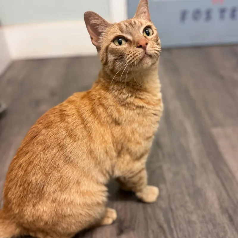 An adult medium-sized female Orange / Red Domestic Short Hair cat named Gingey for adoption in Brownsboro, AL