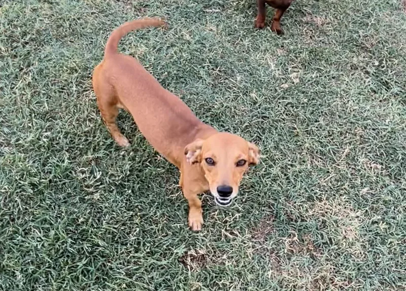 A young small-sized female Chiweenie dog named Rose for adoption in Chickasha, OK