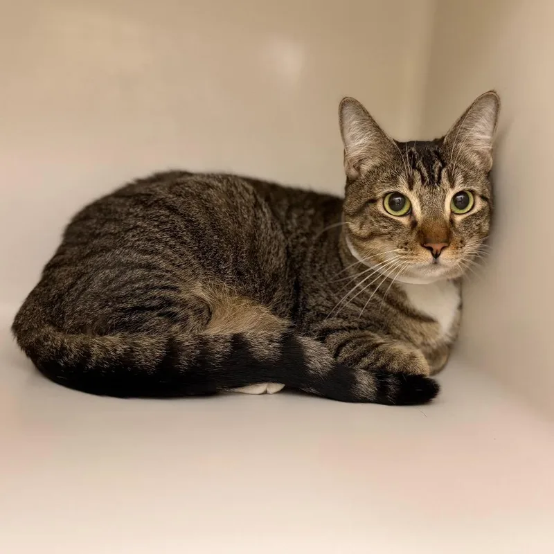 An adult medium-sized female Brown / Chocolate Domestic Short Hair cat named Paige for adoption in Sarasota, FL