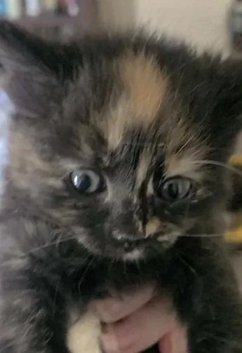 A baby medium-sized female Tortoiseshell cat named Willow for adoption in Omaha, NE
