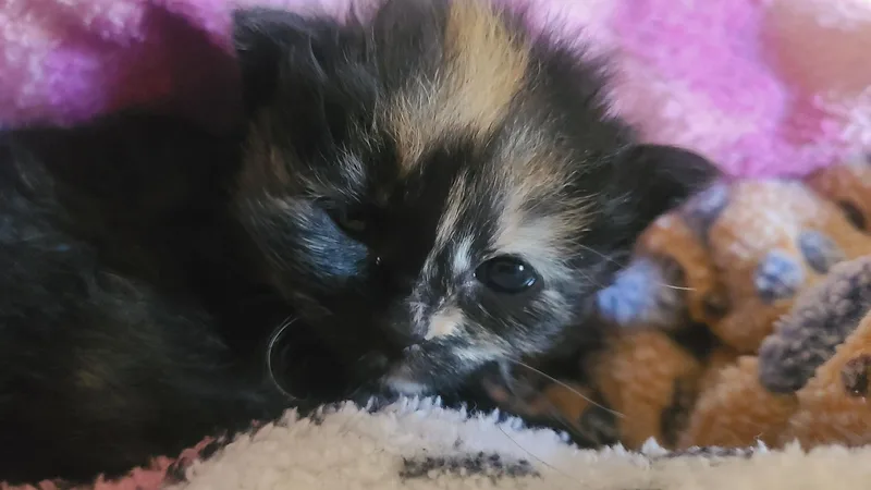 Willow thumbnail 2