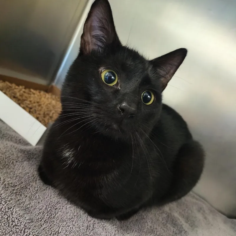 A young medium-sized male Black Domestic Short Hair cat named Noodle Doodle Caboodle for adoption in Allentown, PA
