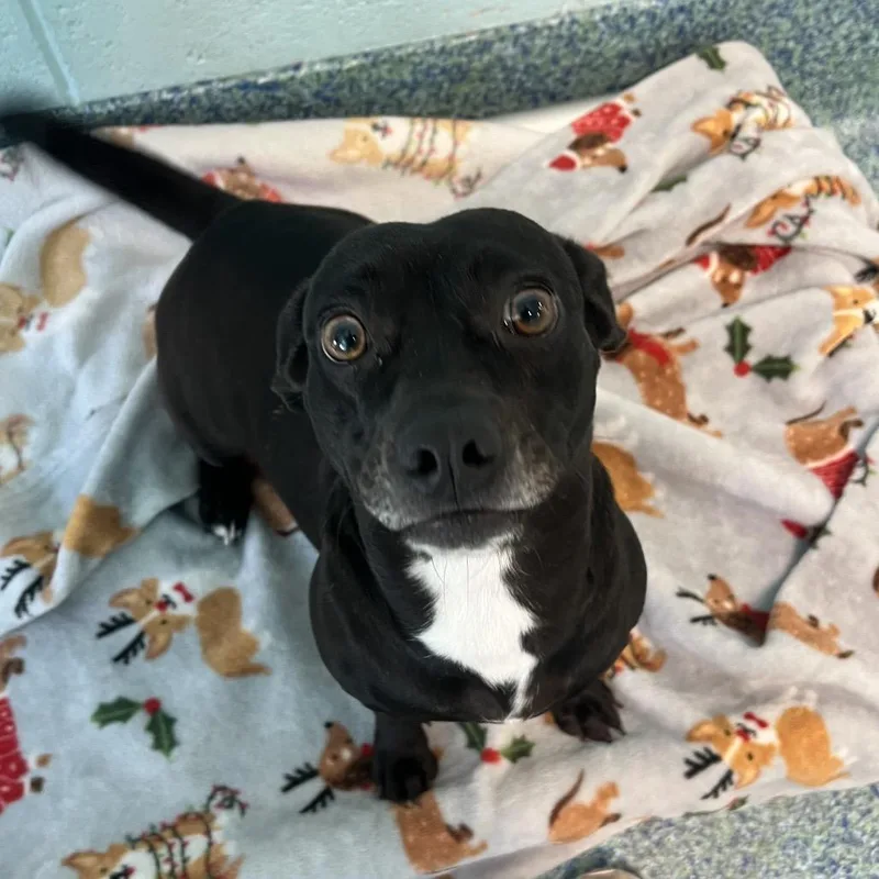An adult small-sized female Black Mixed Breed dog named Peony for adoption in Naples, FL