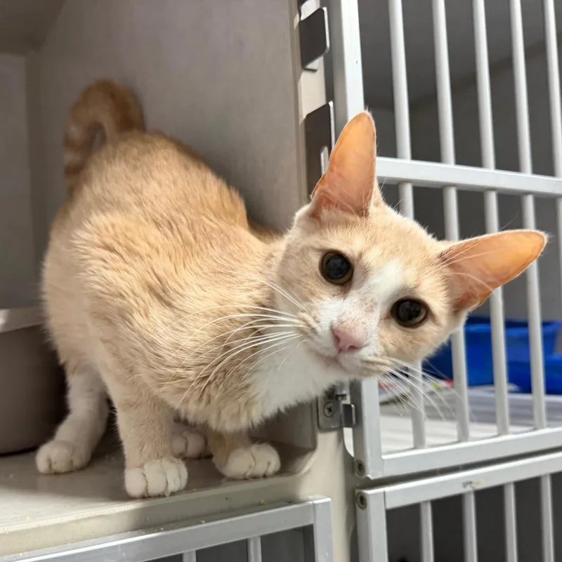 An adult small-sized female Buff / Tan / Fawn Domestic Short Hair cat named Seafood Boil for adoption in Summerville, SC