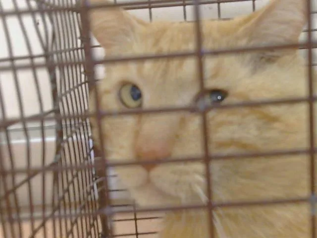 An adult large-sized male Domestic Short Hair cat named Everett for adoption in Sacramento, CA