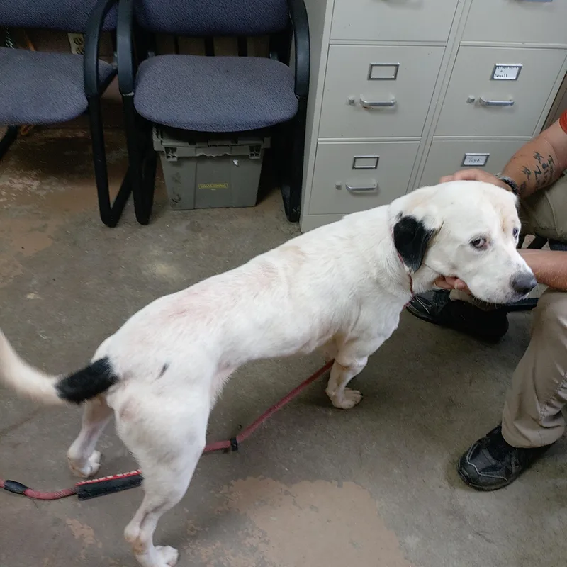 A young large-sized male American Staffordshire Terrier dog named 26-110 for adoption in Carrollton, OH