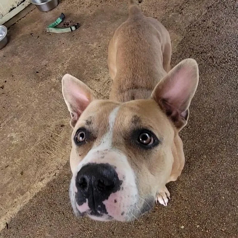 An adult medium-sized female Yellow / Tan / Blond / Fawn Mixed Breed dog named Roxy for adoption in Lake Jackson, TX