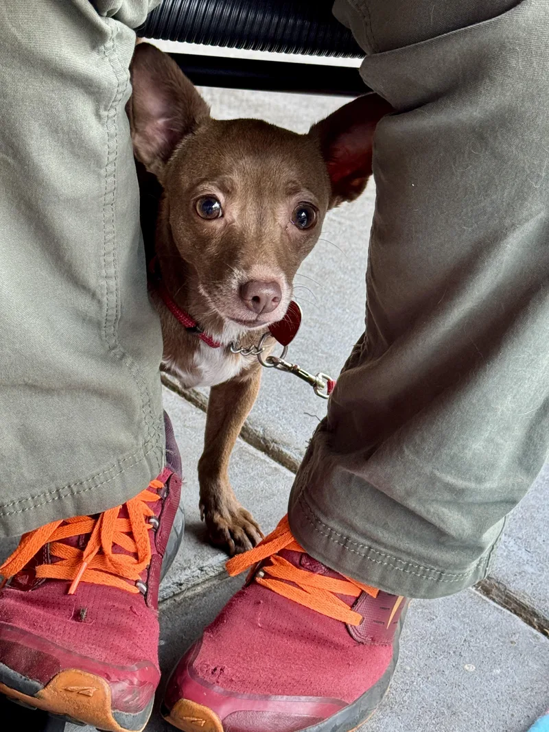 Ancksunamun thumbnail 2