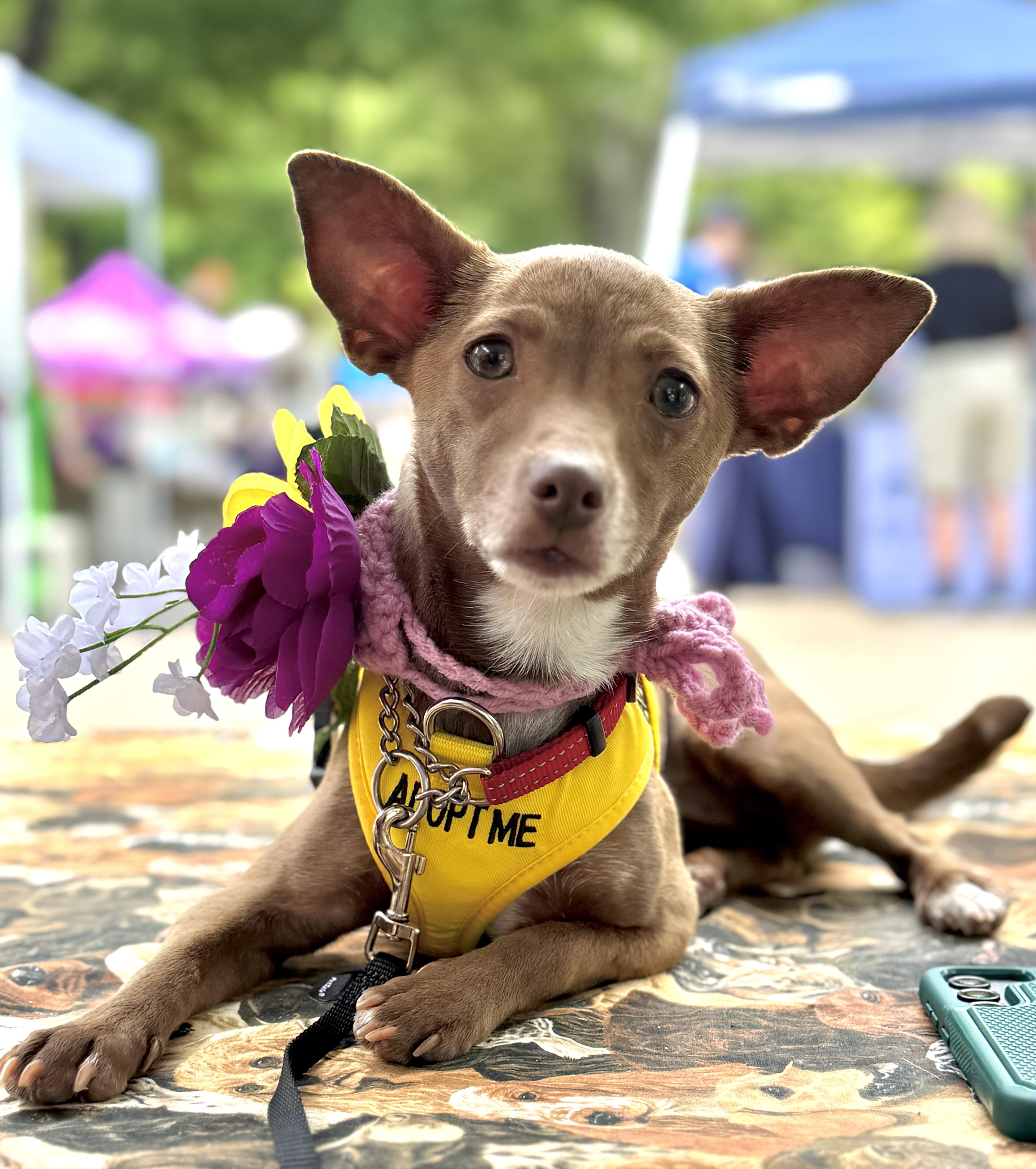 Ancksunamun thumbnail 3