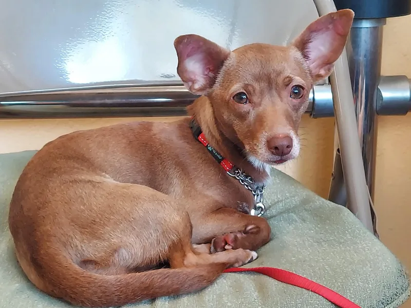 Ancksunamun thumbnail 4