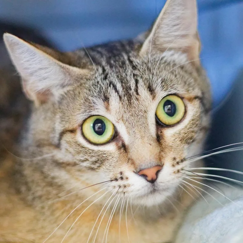 A baby medium-sized female Domestic Short Hair cat named Bluey for adoption in Hot Springs, AR