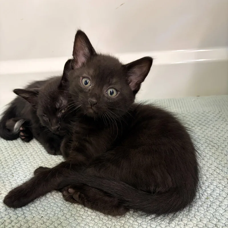 A baby medium-sized female Black Domestic Short Hair cat named Raven for adoption in Elgin, IL