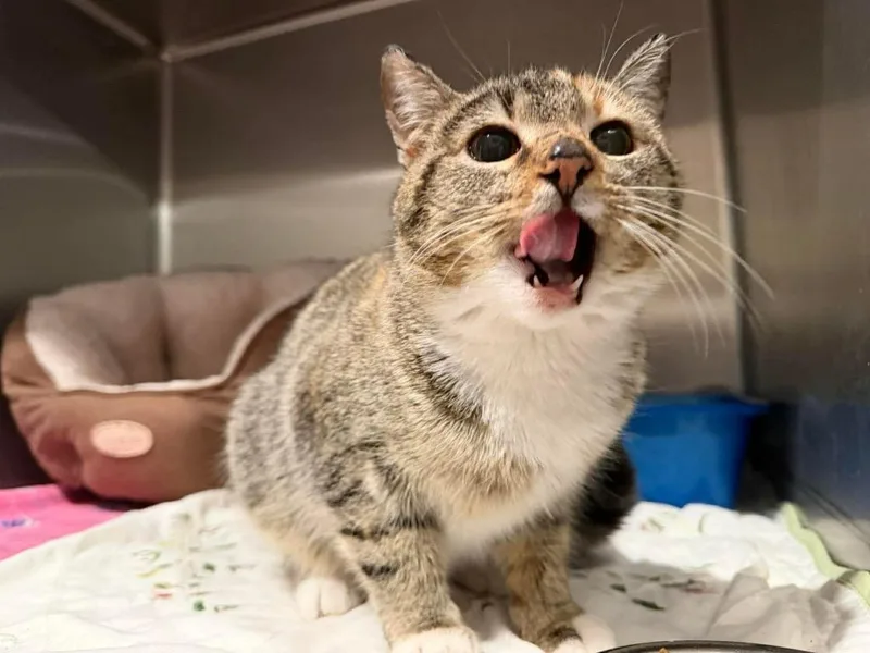 Tabitha