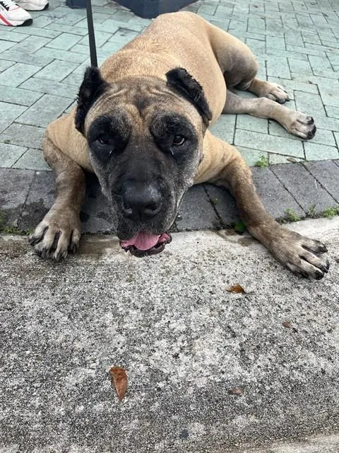 An adult extra large-sized female Presa Canario dog named Athena for adoption in Miami, FL