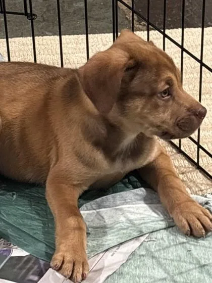 A baby medium-sized male Hound dog named Tanner for adoption in Madison, NJ