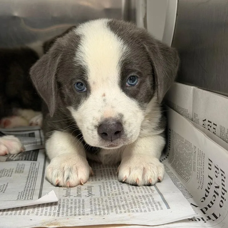 A baby small-sized female Gray / Blue / Silver Mixed Breed dog named Jocelyn for adoption in Ardmore, OK