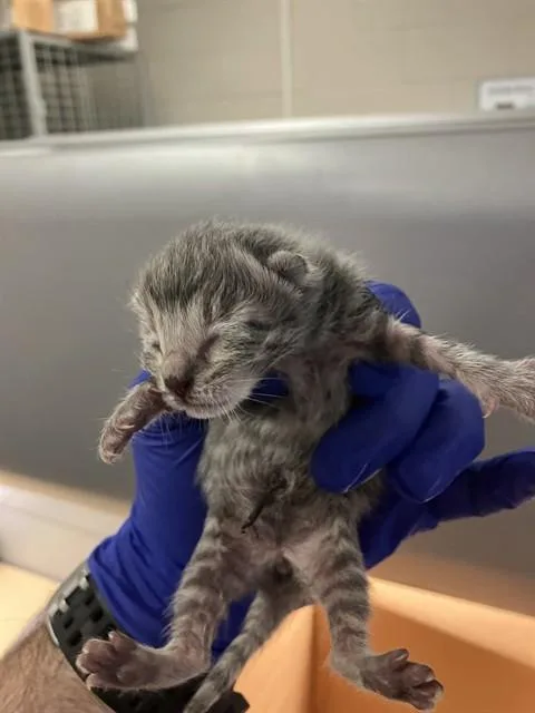 A baby small-sized male Domestic Short Hair cat named Lilly for adoption in Dallas, TX