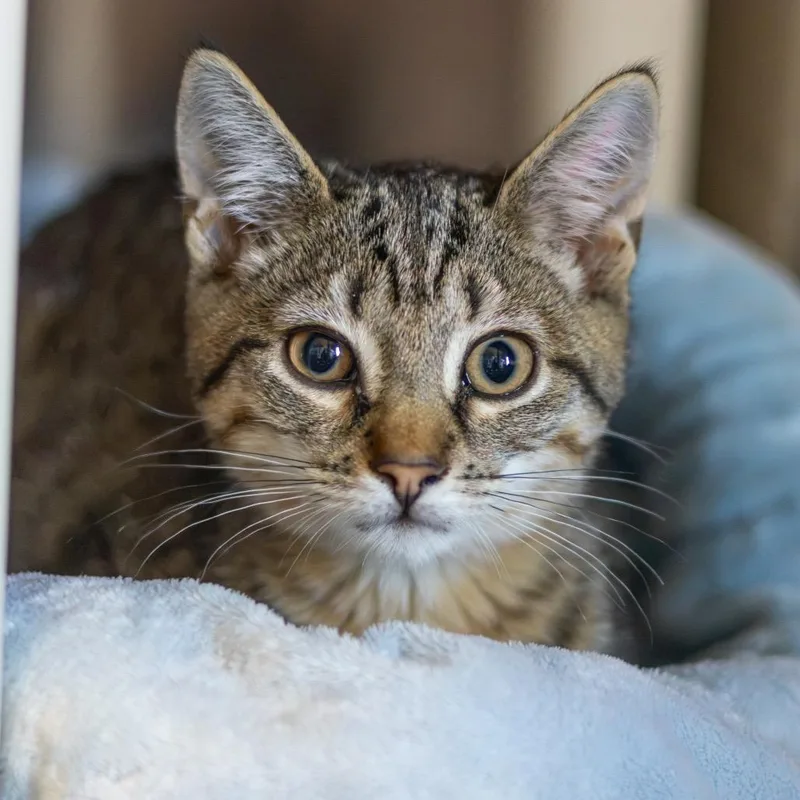 A baby small-sized male Domestic Short Hair cat named Luke for adoption in Wilmington, DE