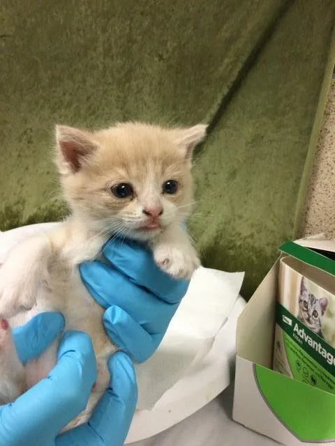 A baby small-sized female Domestic Short Hair cat named Slinkie for adoption in Riverside, CA