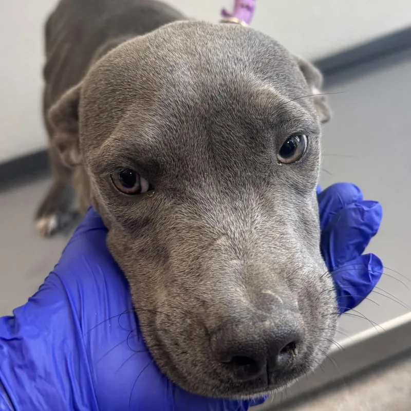 A baby medium-sized female Gray / Blue / Silver Mixed Breed dog named 112061 for adoption in Las Cruces, NM