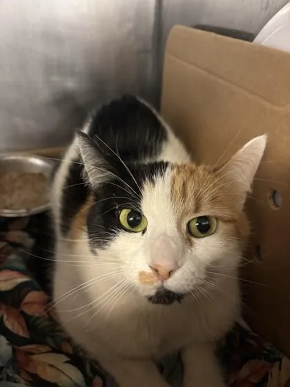 An adult medium-sized female Domestic Short Hair cat named Ary for adoption in Lafayette, IN