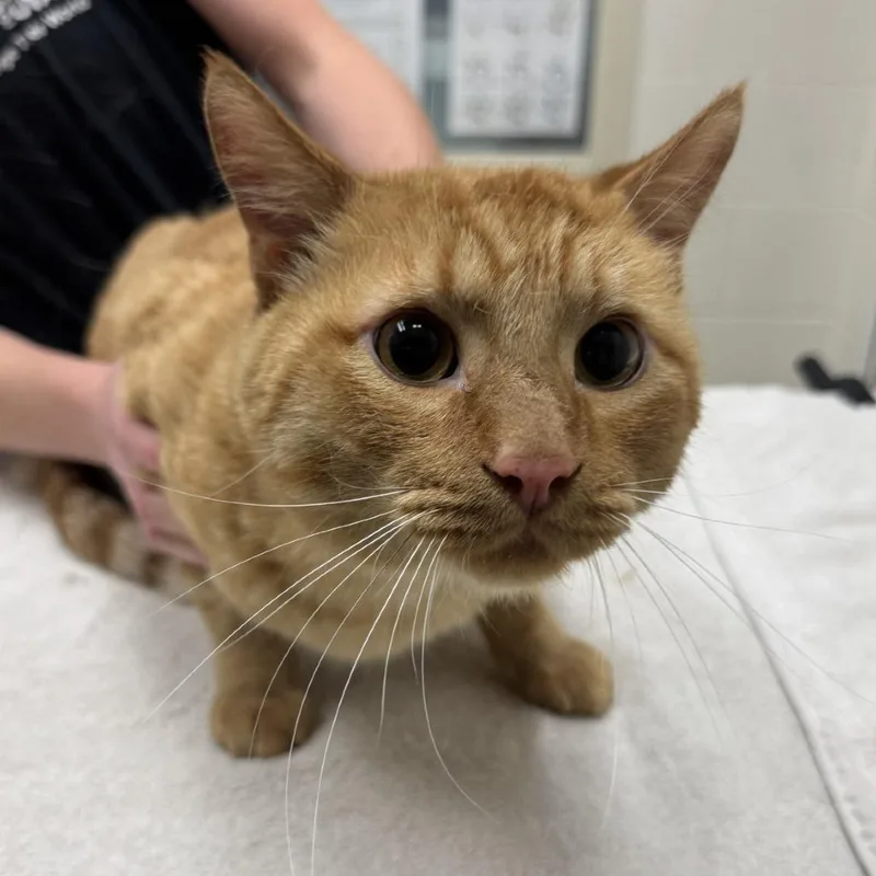 An adult large-sized male Domestic Short Hair cat named Creature for adoption in Murray, UT