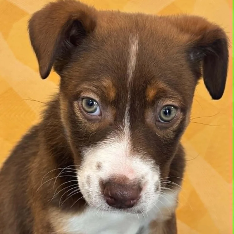 A baby medium-sized female Shepherd dog named Venus for adoption in Danbury, CT