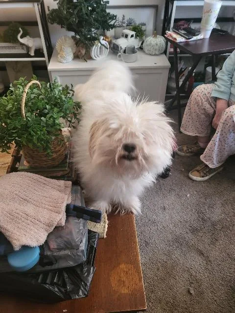 A young medium-sized male Bichon Frise dog named Sully for adoption in Auburn, IN